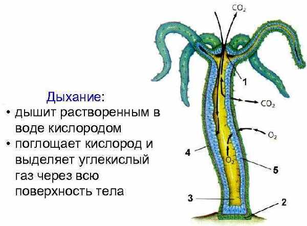 Как восстановить доступ к аккаунту кракен