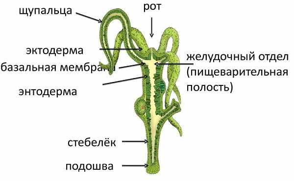 Кракен как проверить зеркало